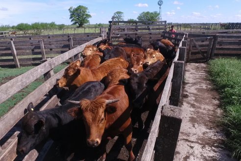 La ganadería cierra bien el año, pese a la caída de los últimos meses