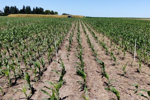Surge un desafío que es urgente: incrementar los rindes del maíz