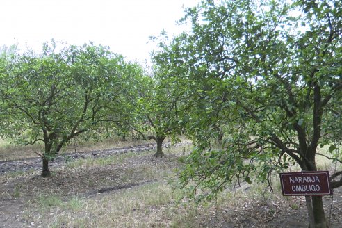 Visita a Establecimiento San Rafael - Una de las pocas quintas citricolas de Departamento Federal