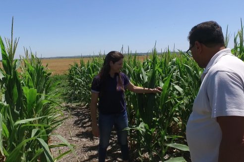 Ricardo Melchiori y Paola Eclesia - EEA INTA Paraná - Ensayos en cultivo de Maiz