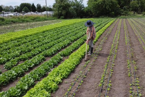 Horticultores de Paraná producen 730 toneladas de verduras al año, apenas el 20% del consumo total