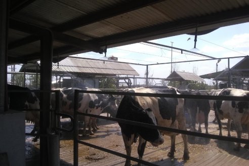 Mojar y ventilar las vacas es un muy buen plan para evitar el estrés