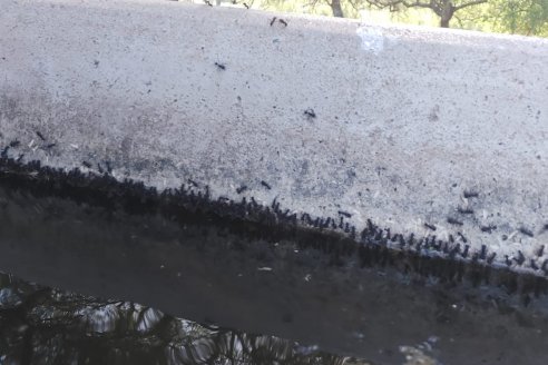 Por la falta de agua hasta las hormigas bajan a tomar agua de los bebederos de la hacienda
