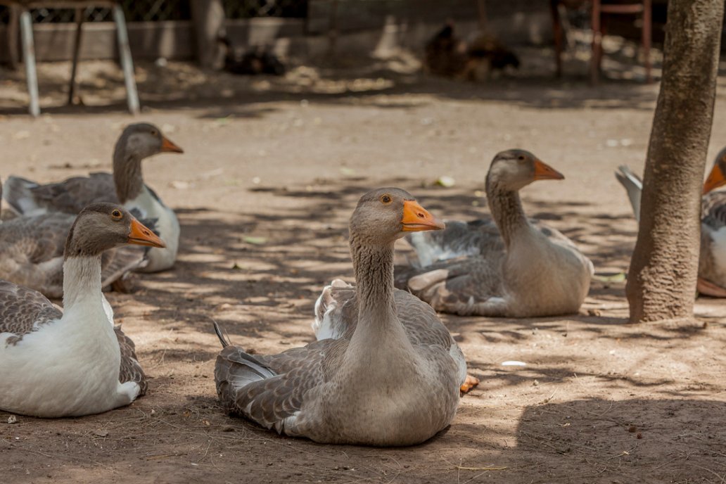 Las aves silvestres afectadas padecen depresión, temblores y edema facial.