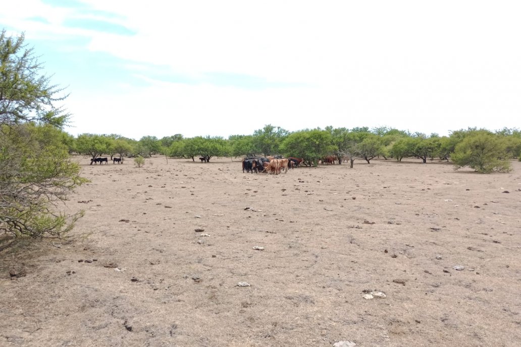 Al norte de Villaguay los pastizales naturales desaparecieron por falta de agua.