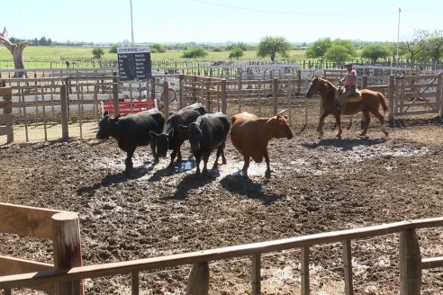 Luis Miguel Etchevehere - Remate Feria Maria Dolores - Panorama cadena de ganados y carnes en Entre Ríos