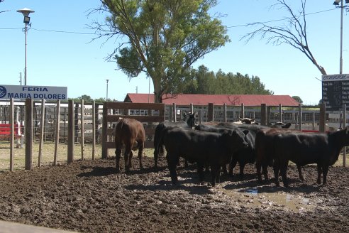 Luis Miguel Etchevehere - Remate Feria Maria Dolores - Panorama cadena de ganados y carnes en Entre Ríos