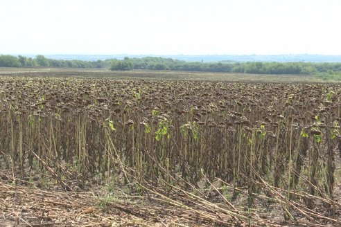 Visita a Establecimiento Grinovero - Paliaron el daño de la seca trillando un girasol que les rindió un promedio de 19 quintales
