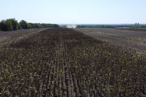 Visita a Establecimiento Grinovero - Paliaron el daño de la seca trillando un girasol que les rindió un promedio de 19 quintales