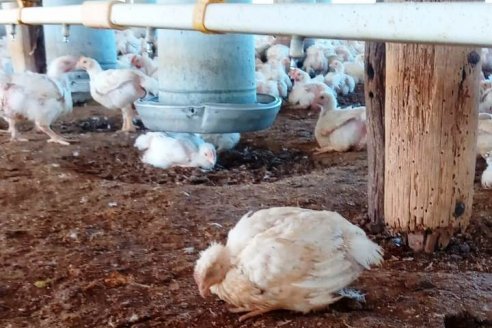 Influenza: se confirmó el primer caso positivo en aves de corral