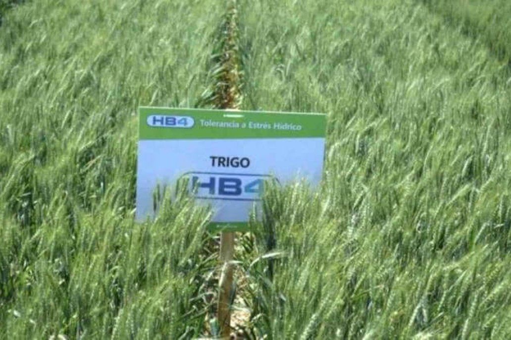 El segundo comprador de trigo argentino aprobó la variedad HB4.