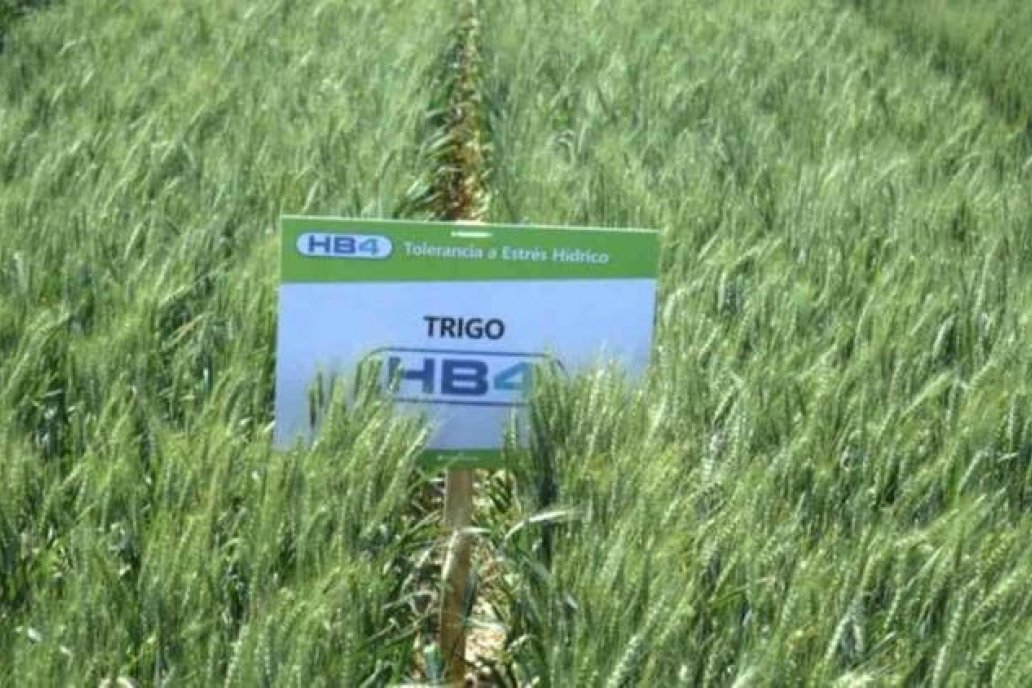 El segundo comprador de trigo argentino aprobó la variedad HB4. El segundo comprador de trigo argentino aprobó la variedad HB4.