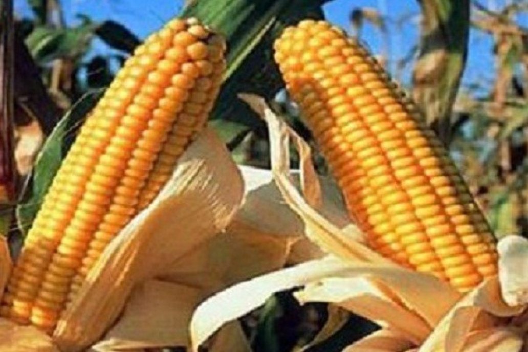 Incluso lejos del puerto, el maíz vuelve a instalarse en los planes de siembra