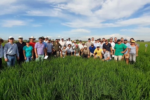 Ensayos de potasio sobre cultivos de arroz en suelo entrerriano