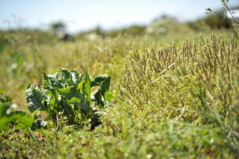 La agricultura regenerativa funciona en uno de cada 50 establecimientos rurales argentinos