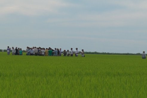 Ensayos de potasio sobre cultivos de arroz en suelo entrerriano de la Asociación Civil Fertilizar