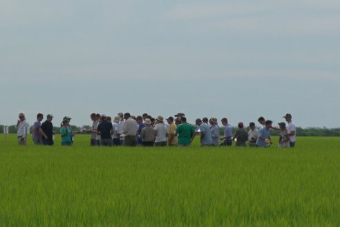 Ensayos de potasio sobre cultivos de arroz en suelo entrerriano de la Asociación Civil Fertilizar