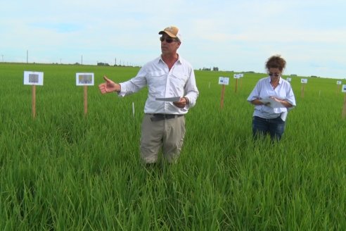 Ensayos de potasio sobre cultivos de arroz en suelo entrerriano de la Asociación Civil Fertilizar