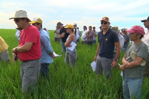 Ensayos de potasio sobre cultivos de arroz en suelo entrerriano de la Asociación Civil Fertilizar