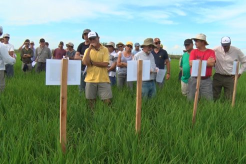 Ensayos de potasio sobre cultivos de arroz en suelo entrerriano de la Asociación Civil Fertilizar