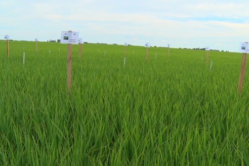 Ensayos de potasio sobre cultivos de arroz en suelo entrerriano de la Asociación Civil Fertilizar