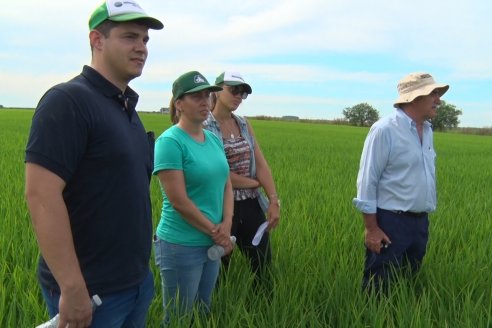 Ensayos de potasio sobre cultivos de arroz en suelo entrerriano de la Asociación Civil Fertilizar