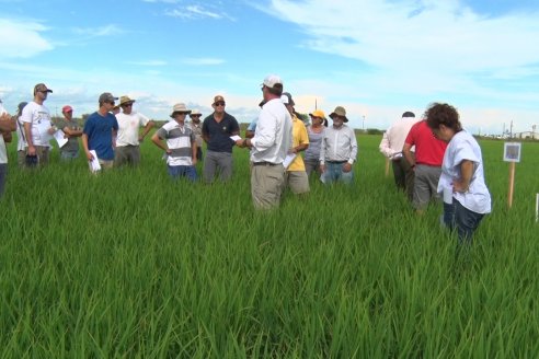 Ensayos de potasio sobre cultivos de arroz en suelo entrerriano de la Asociación Civil Fertilizar