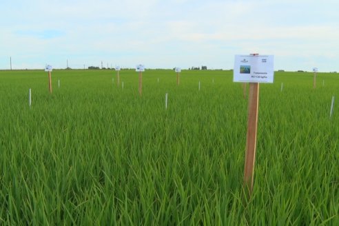 Ensayos de potasio sobre cultivos de arroz en suelo entrerriano de la Asociación Civil Fertilizar