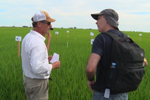 Ensayos de potasio sobre cultivos de arroz en suelo entrerriano de la Asociación Civil Fertilizar