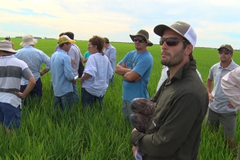 Ensayos de potasio sobre cultivos de arroz en suelo entrerriano de la Asociación Civil Fertilizar