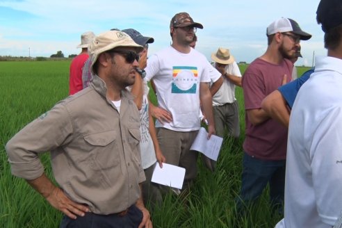 Ensayos de potasio sobre cultivos de arroz en suelo entrerriano de la Asociación Civil Fertilizar