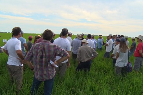 Ensayos de potasio sobre cultivos de arroz en suelo entrerriano de la Asociación Civil Fertilizar