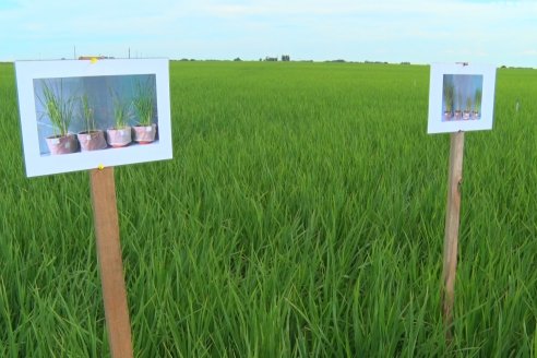 Ensayos de potasio sobre cultivos de arroz en suelo entrerriano de la Asociación Civil Fertilizar