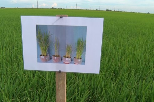 Ensayos de potasio sobre cultivos de arroz en suelo entrerriano de la Asociación Civil Fertilizar