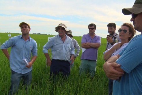 Ensayos de potasio sobre cultivos de arroz en suelo entrerriano de la Asociación Civil Fertilizar