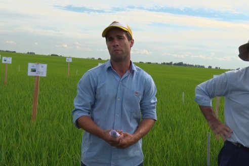 Ensayos de potasio sobre cultivos de arroz en suelo entrerriano de la Asociación Civil Fertilizar