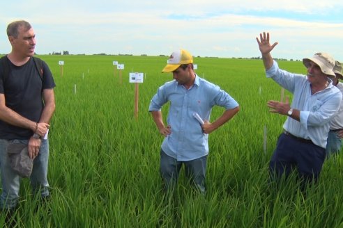 Ensayos de potasio sobre cultivos de arroz en suelo entrerriano de la Asociación Civil Fertilizar