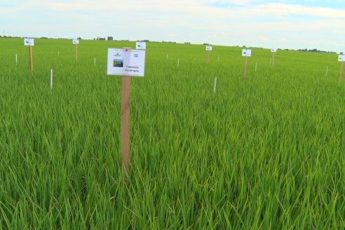 Ensayos de potasio sobre cultivos de arroz en suelo entrerriano de la Asociación Civil Fertilizar