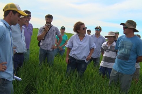 Ensayos de potasio sobre cultivos de arroz en suelo entrerriano de la Asociación Civil Fertilizar