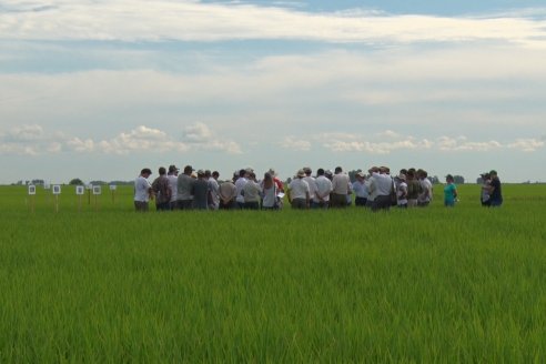 Ensayos de potasio sobre cultivos de arroz en suelo entrerriano de la Asociación Civil Fertilizar