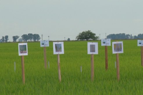 Ensayos de potasio sobre cultivos de arroz en suelo entrerriano de la Asociación Civil Fertilizar