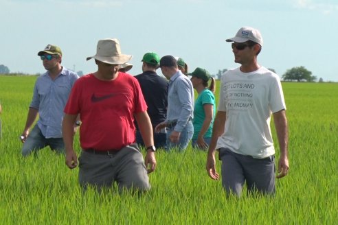 Ensayos de potasio sobre cultivos de arroz en suelo entrerriano de la Asociación Civil Fertilizar