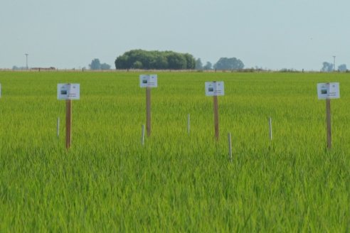 Ensayos de potasio sobre cultivos de arroz en suelo entrerriano de la Asociación Civil Fertilizar