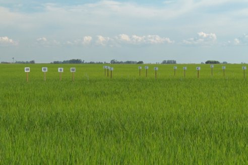 Ensayos de potasio sobre cultivos de arroz en suelo entrerriano de la Asociación Civil Fertilizar