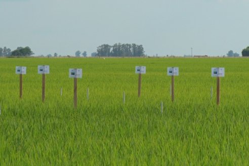 Ensayos de potasio sobre cultivos de arroz en suelo entrerriano de la Asociación Civil Fertilizar