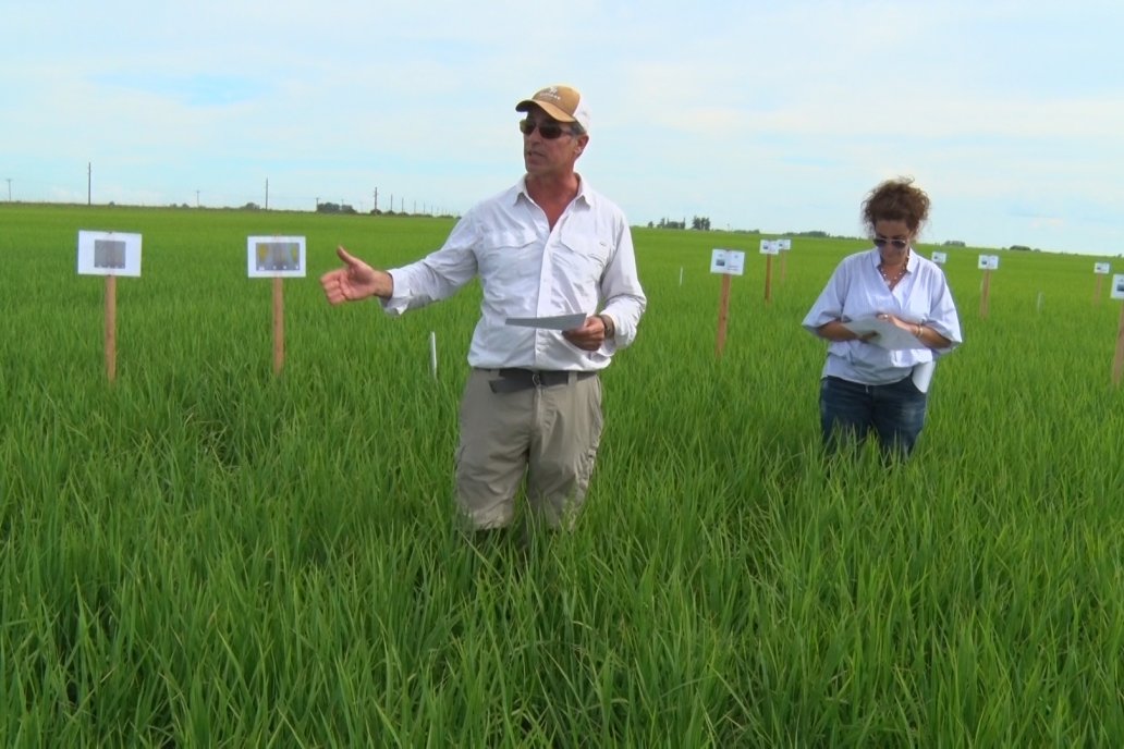 Ensayos de potasio sobre cultivos de arroz en suelo entrerriano