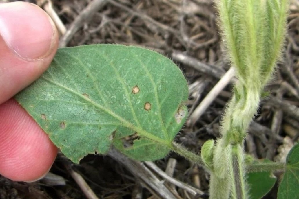 En alerta contra la mancha ojo de rana: recomiendan aumentar los monitoreos