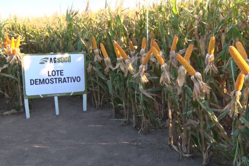 El semillero juninense AGseed realizó su jornada a campo en Colonia Reffino