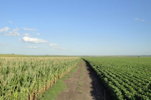 Elevan proyecciones de cosecha argentina en soja y maíz