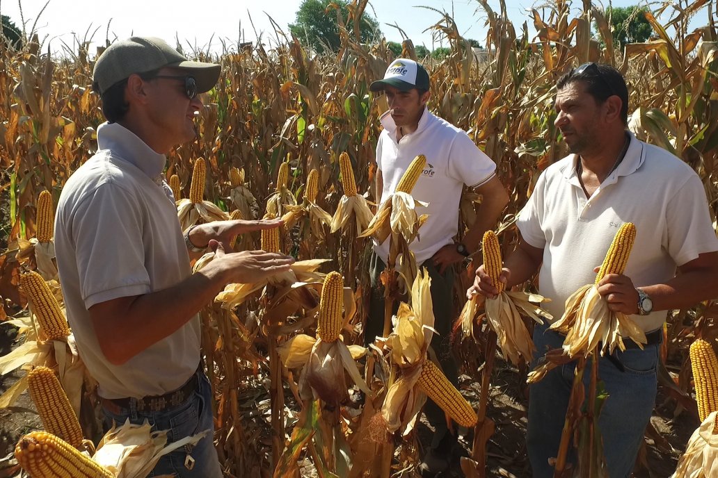 AGROFE CAMPO volvió a mostrar los ensayos de maíz en dos lotes de Colonia Ensayo